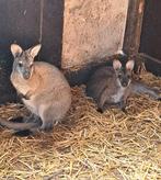 Koppel bennet wallabies, Dieren en Toebehoren, Overige Dieren, November, Meerdere dieren