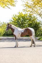 Super leuke 10 jarige D pony/ springpony, Dieren en Toebehoren, Pony's, Merrie, B, 7 tot 10 jaar, Recreatiepony