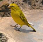 Crithagra sulphurata (Serinus sulphuratus) – Super zangvogel