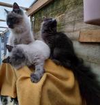 Hypo allergeen Neva masquerade en Siberische kittens, Dieren en Toebehoren, Poes, Gechipt, 0 tot 2 jaar