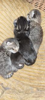 4 prachtige kittens geboren op 28april!, Dieren en Toebehoren, Katten en Kittens | Overige Katten
