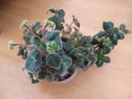 Gloxinella Lindeniana in P9 pot, Overige soorten, Minder dan 100 cm, Bloeiende kamerplant, Halfschaduw