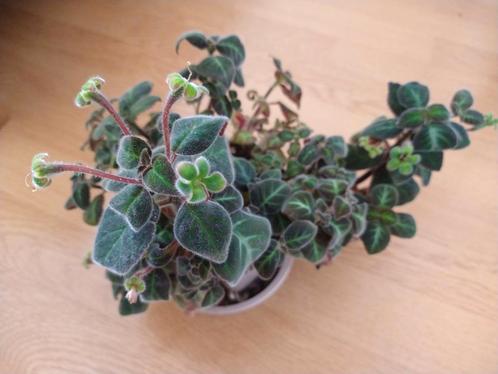 Gloxinella Lindeniana in P9 pot, Huis en Inrichting, Kamerplanten, Overige soorten, Minder dan 100 cm, Bloeiende kamerplant, Halfschaduw