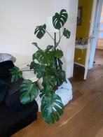 Monstera, Huis en Inrichting, Kamerplanten, Ophalen, Overige soorten, Halfschaduw, In pot