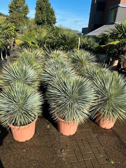 AANBIEDING Yucca rostrata 150 euro, Tuin en Terras, Planten | Tuinplanten, Ophalen