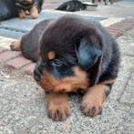 Rottweiler pups, Dieren en Toebehoren, 8 tot 15 weken, Meerdere, Meerdere dieren, Rottweiler