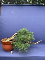 Bonsai, oude juniperus., Tuin en Terras, Planten | Bomen, Minder dan 100 cm, Overige soorten, Ophalen