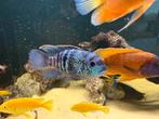 Blue acara, Vis