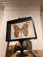 Atlas Vlinder (Attacus Atlas), Ophalen, Zo goed als nieuw, Opgezet dier