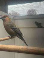 Haakbek, Dieren en Toebehoren, Mannelijk