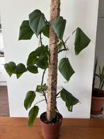 Philodendron Scandens op Kokosstam, Ophalen, Overige soorten, Halfschaduw, In pot