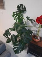 Kamerplant / Monstera Deliciosa, Ophalen of Verzenden, Halfschaduw, 100 tot 150 cm