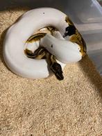 Colectie ball pythons, Slang, 0 tot 2 jaar
