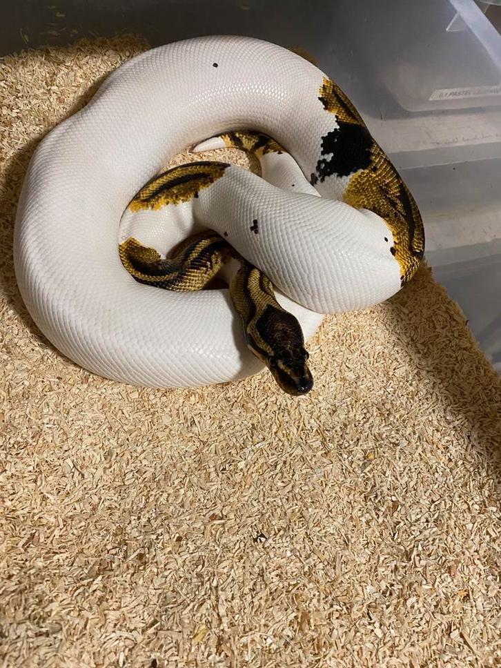 Colectie ball pythons
