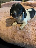 Teckel/chihuahua, Dieren en Toebehoren, Honden | Teckels en Dashonden, Kaninchen, Rabiës (hondsdolheid), Reu, 8 tot 15 weken