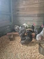Gratis brengen pluimvee., Dieren en Toebehoren, Pluimvee, Meerdere dieren, Kip
