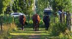 Paardenstal Zaandam heeft plek, Dieren en Toebehoren, Stalling en Weidegang, Weidegang, 2 of 3 paarden of pony's