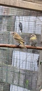 Saffraanvinken Groot 1-1, Dieren en Toebehoren, Vogels | Overige Vogels, Meerdere dieren, Tropenvogel, Geringd