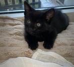 Super mooie halve britse korthaar kittens !nog 1 over, Dieren en Toebehoren, Katten en Kittens | Raskatten | Korthaar, Ontwormd