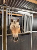 Gezocht zomerweide voor 2 jr haflinger ruin, Weidegang