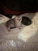 Britse korthaar silver shaded, Dieren en Toebehoren, Katten en Kittens | Raskatten | Korthaar, Meerdere dieren, Ingeënt, 0 tot 2 jaar