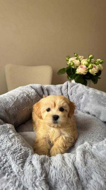Premium f1 maltipoo teefje micro beschikbaar voor biedingen