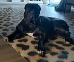 Dekreu mastino cane corso presa canario boerboel bandog, Dieren en Toebehoren, Rabiës (hondsdolheid), Reu, 1 tot 2 jaar, Eén hond