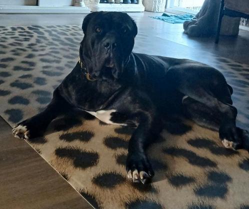 Dekreu mastino cane corso presa canario boerboel bandog, Dieren en Toebehoren, Honden | Dekreuen, Reu, Particulier, Eén hond, Nederland