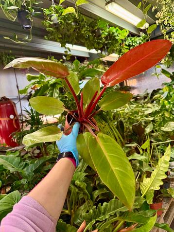 Philodendron Prince of Orange - p12 beschikbaar voor biedingen