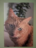 Canvas 80x120cm, Ophalen, Schilderij, 75 cm of meer