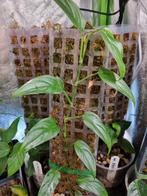 monstera obliqua paramaribo stek, Ophalen of Verzenden, Halfschaduw, Minder dan 100 cm