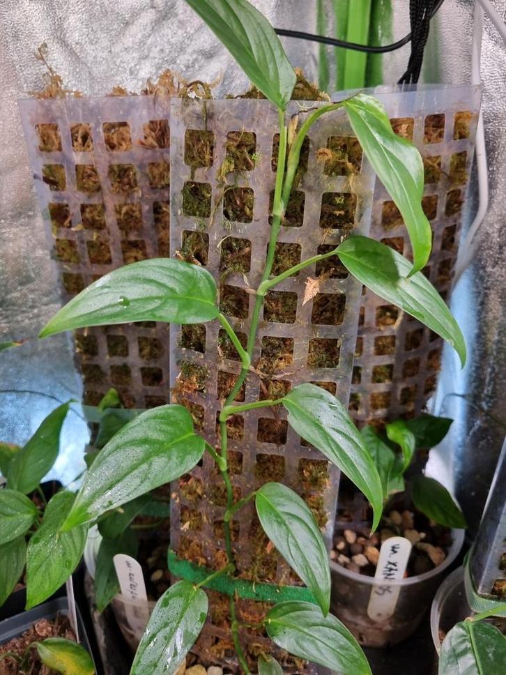 monstera obliqua paramaribo stek, Huis en Inrichting, Kamerplanten, Minder dan 100 cm, Halfschaduw, Ophalen of Verzenden