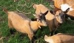 Dwerggeit bokjes 3x, Dieren en Toebehoren, Schapen, Geiten en Varkens, Mannelijk, Geit, 0 tot 2 jaar