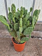 Opuntia Indica p25 (2), Ophalen of Verzenden, Halfschaduw, Minder dan 100 cm