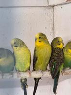 Blackwing grasparkieten, Dieren en Toebehoren, Vogels | Parkieten en Papegaaien, Meerdere dieren, Parkiet