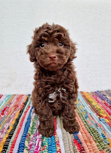 Prachtige boomer x toy poedel pups beschikbaar voor biedingen