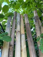 Bamboe 240cm - €5 p/s, Ophalen, Nieuw, 180 tot 250 cm, Palen