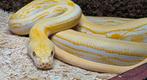 Lavender super sunfire genetic stripe vrouw, Dieren en Toebehoren, Reptielen en Amfibieën, Slang, 3 tot 6 jaar
