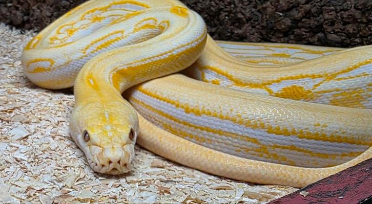 Lavender super sunfire genetic stripe vrouw