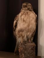 Opgezette vogel buizerd taxidermie, Ophalen of Verzenden, Gebruikt, Vogel, Opgezet dier