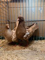 Nederlandse Hoogvliegers Vliegtype, Dieren en Toebehoren, Meerdere dieren, Tuimelaar of Roller