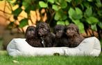 Mini labradoodle puppys, Dieren en Toebehoren, Honden | Niet-rashonden, 8 tot 15 weken, Teef, Eén hond, Klein
