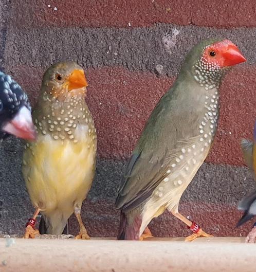 Binsenastrilde man en pop, Dieren en Toebehoren, Vogels | Overige Vogels, Tropenvogel, Meerdere dieren, Geringd