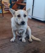 Kleine Joep zoekt baasje, Dieren en Toebehoren, Honden | Niet-rashonden, Particulier, Rabiës (hondsdolheid), Reu, 1 tot 2 jaar