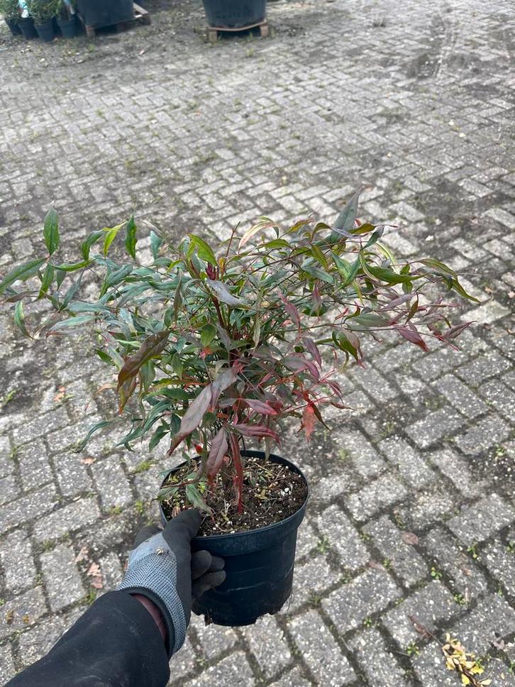 Nandina Domestica - Hemelse Bamboe, Tuin en Terras, Planten | Tuinplanten, Vaste plant, Overige soorten, Halfschaduw, Zomer, Ophalen