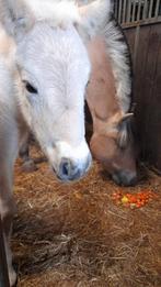 Tk Fjorden hengstveulentje, Dieren en Toebehoren, Pony's, 0 tot 2 jaar, Hengst, Onbeleerd, Recreatiepony