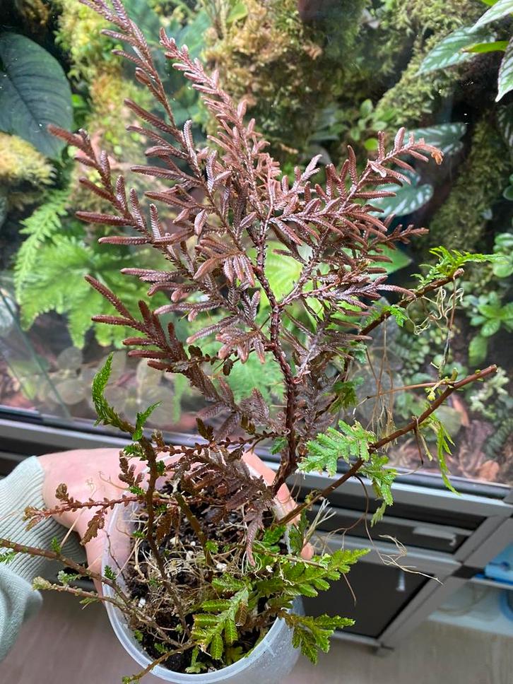 Selaginella wallichi, Huis en Inrichting, Kamerplanten, Minder dan 100 cm, Halfschaduw, Ophalen of Verzenden