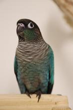 Jonge Baby Pyrrhura´s | Handtam | Nieuwsgierig | Div. Kleure, Dieren en Toebehoren, Vogels | Parkieten en Papegaaien, Meerdere dieren