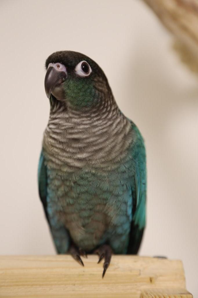 Jonge Baby Pyrrhura´s | Handtam | Nieuwsgierig | Div. Kleure, Dieren en Toebehoren, Vogels | Parkieten en Papegaaien, Parkiet