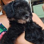 Unieke dwergpoedel kruising pups, Dieren en Toebehoren, CDV (hondenziekte), Overige rassen, 8 tot 15 weken, Meerdere